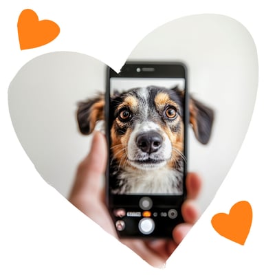 Taking a photo of a cute dog Taking a photo of a cute dog