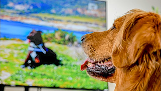 [NO ADS] Fun Entertainment TV for Bored Dogs! 12 Hours 