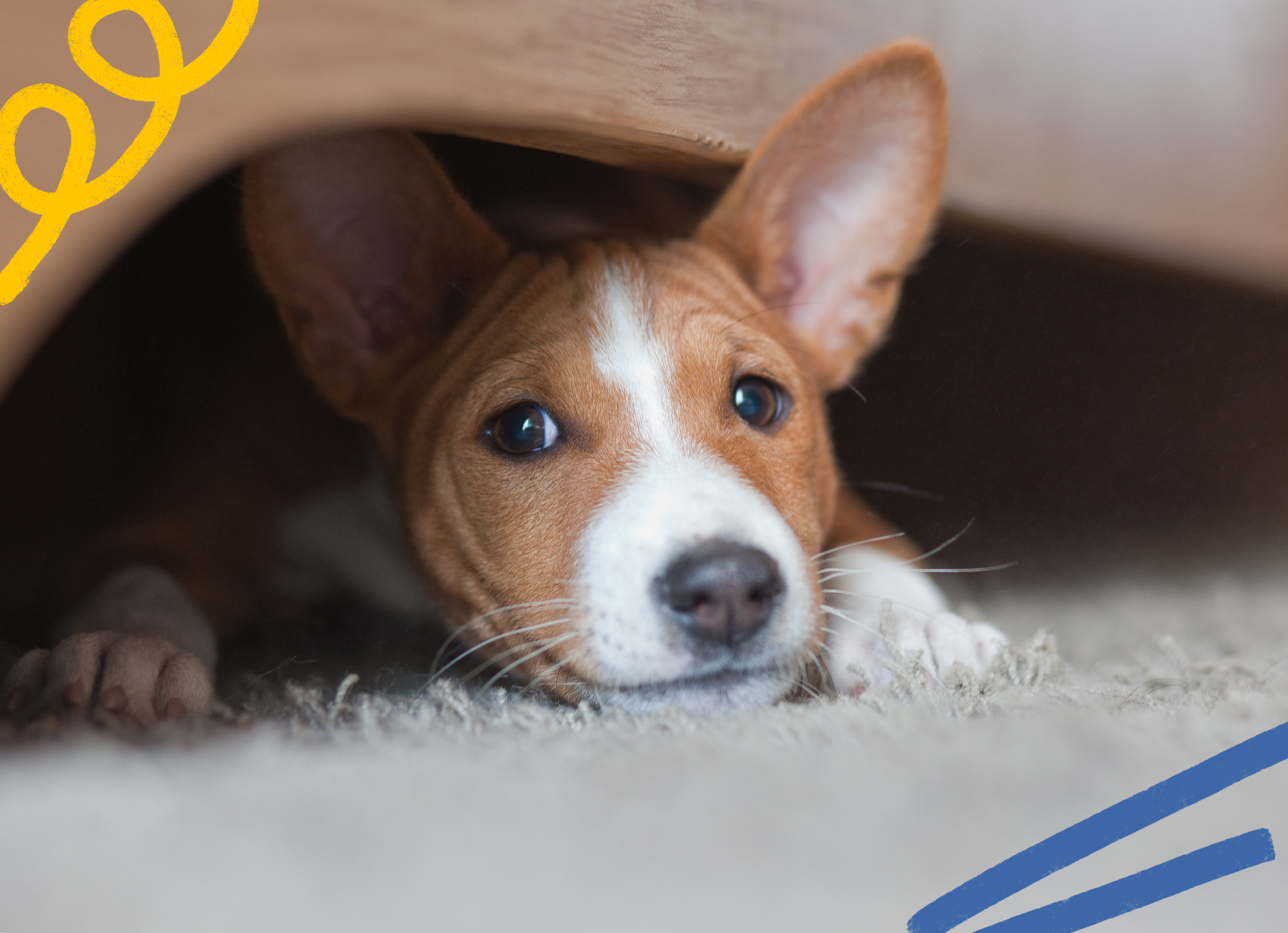 Corgi puppy hiding under a bed