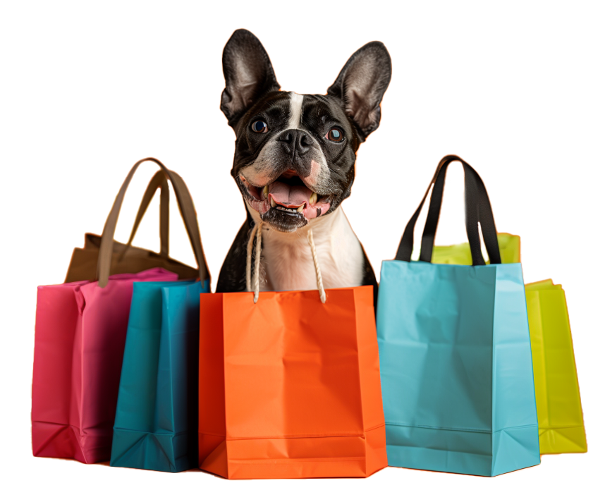 A Boston terrier shopping