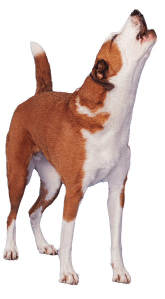 doge png
