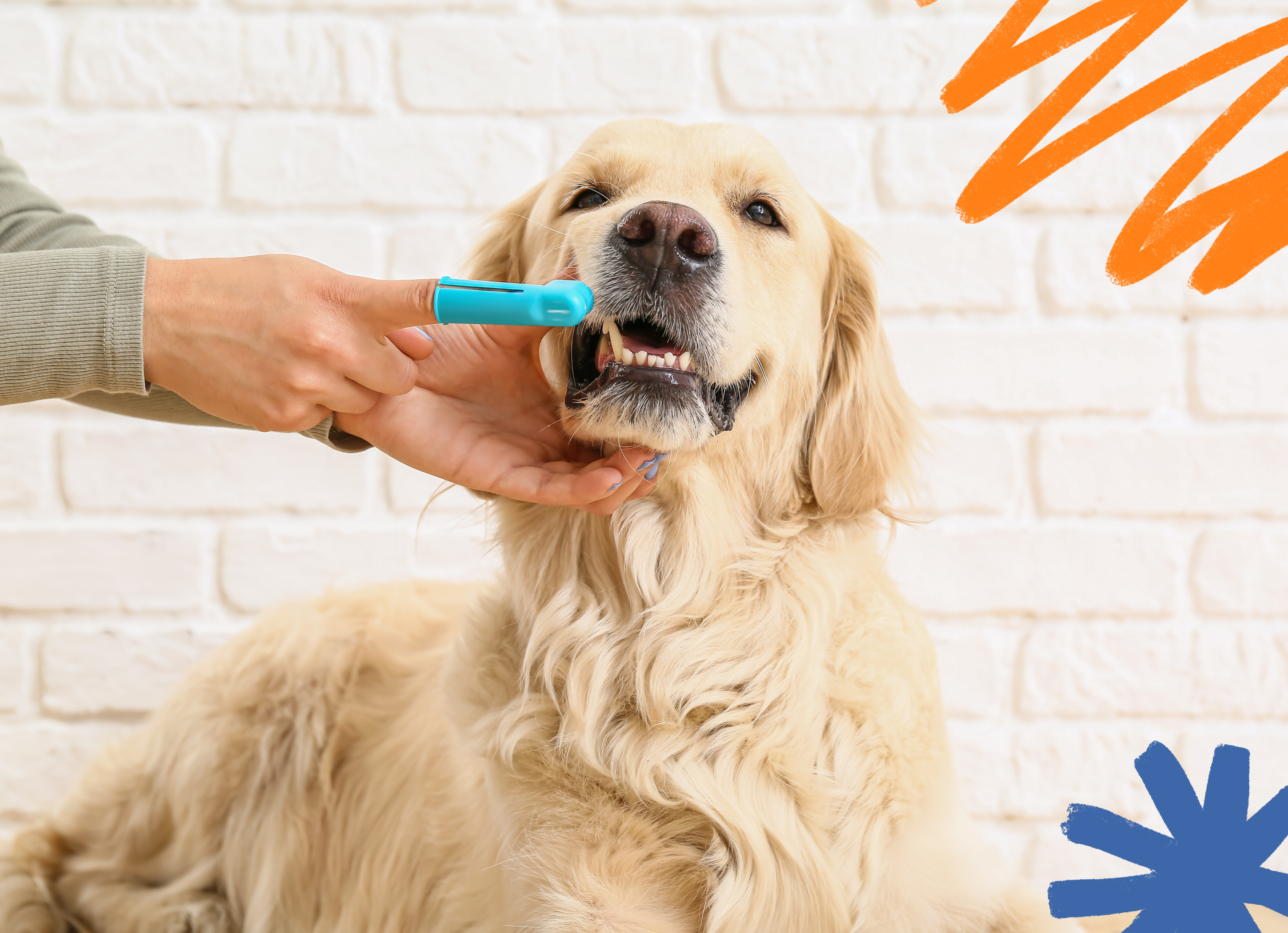 Golden retriever getting its teeth brushed 