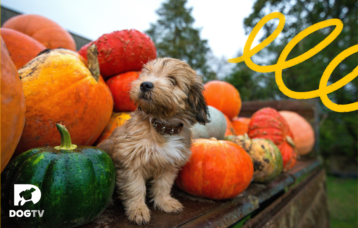 4 Dog-Friendly Thanksgiving Activities - DOGTV: Television for Dogs