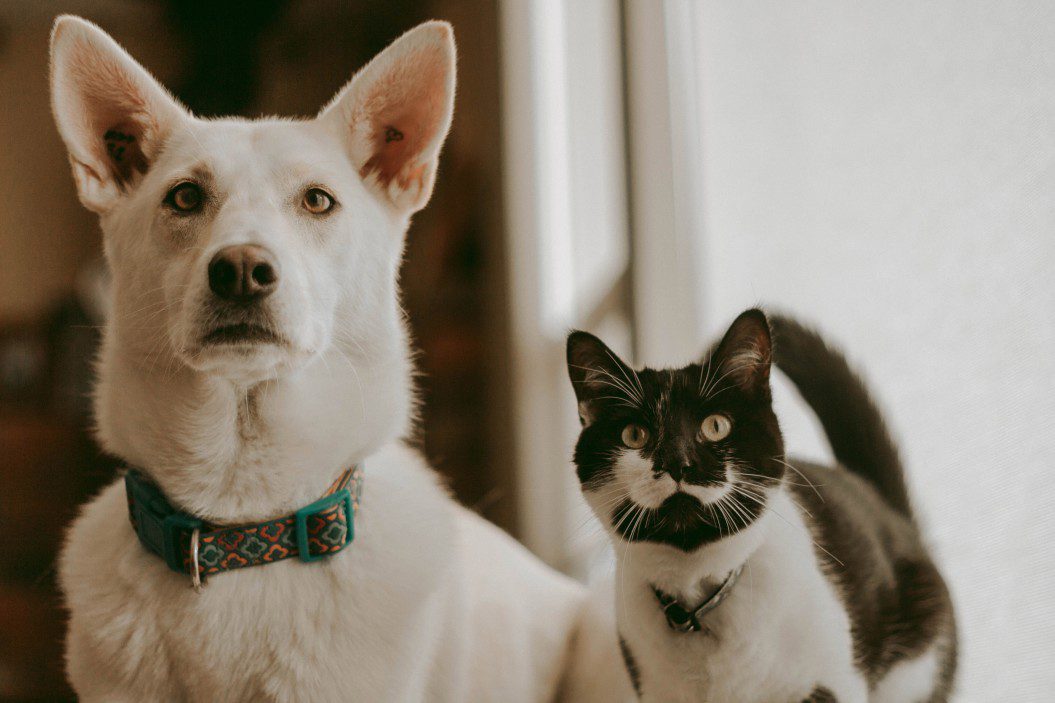 The Differences (And Similarities) Between Dog People and Cat People ...