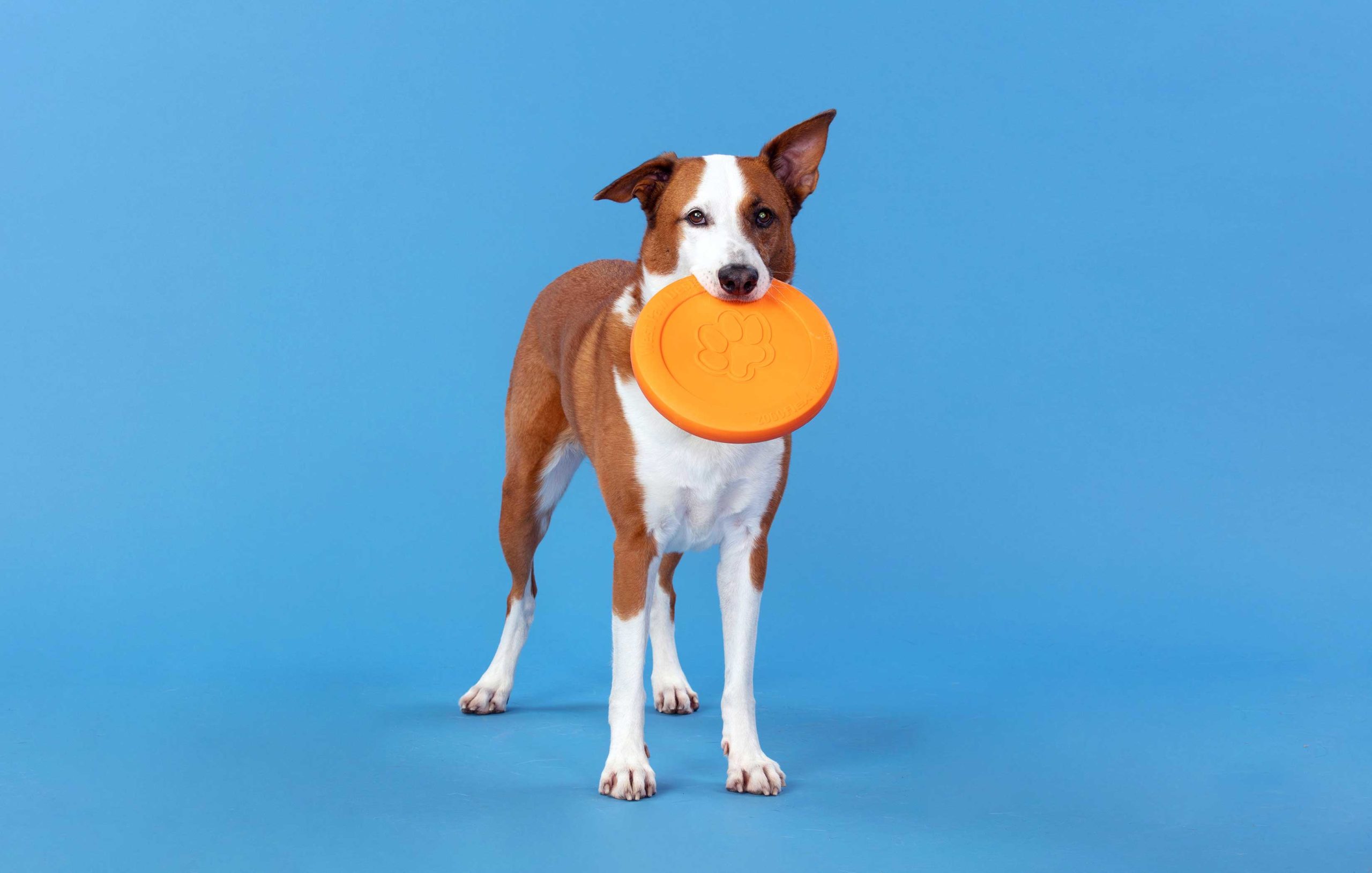 Dog Enrichment Ideas for Every Type of Pup