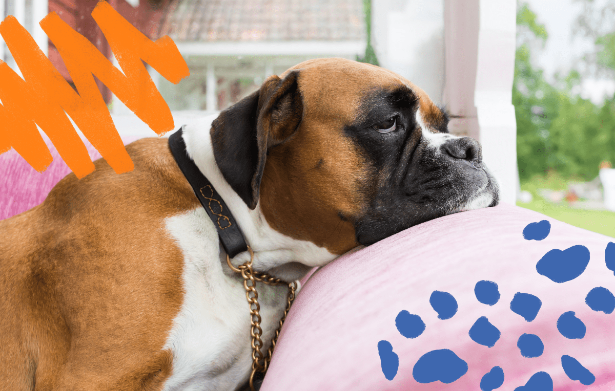 3 Favorite Interactive Dog Toys To Beat Doggy Boredom
